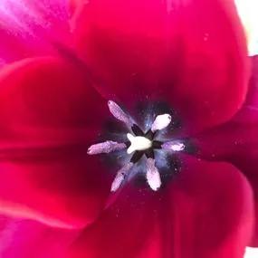 Merlot Tulip (Tulipa Merlot) Img 3